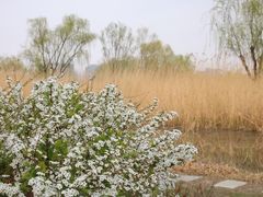 -大兴滨河森林公园
