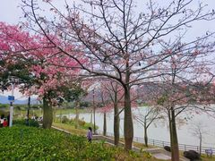 -风云岭森林公园