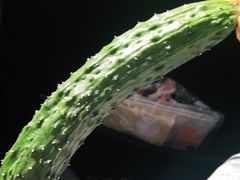 -庞各庄西瓜蔬菜采摘园·锦华瓜园