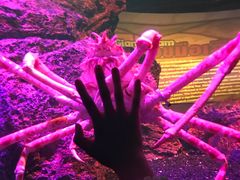 -暹罗海洋世界