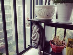 -菲丽丝宠物医院·24小时·猫科中心·免疫点(淮海分院)