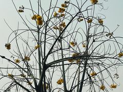 -曼听御花园
