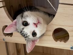 -lincat·猫舍(广州店)
