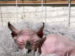-平行世界·猫咖(首经贸店)