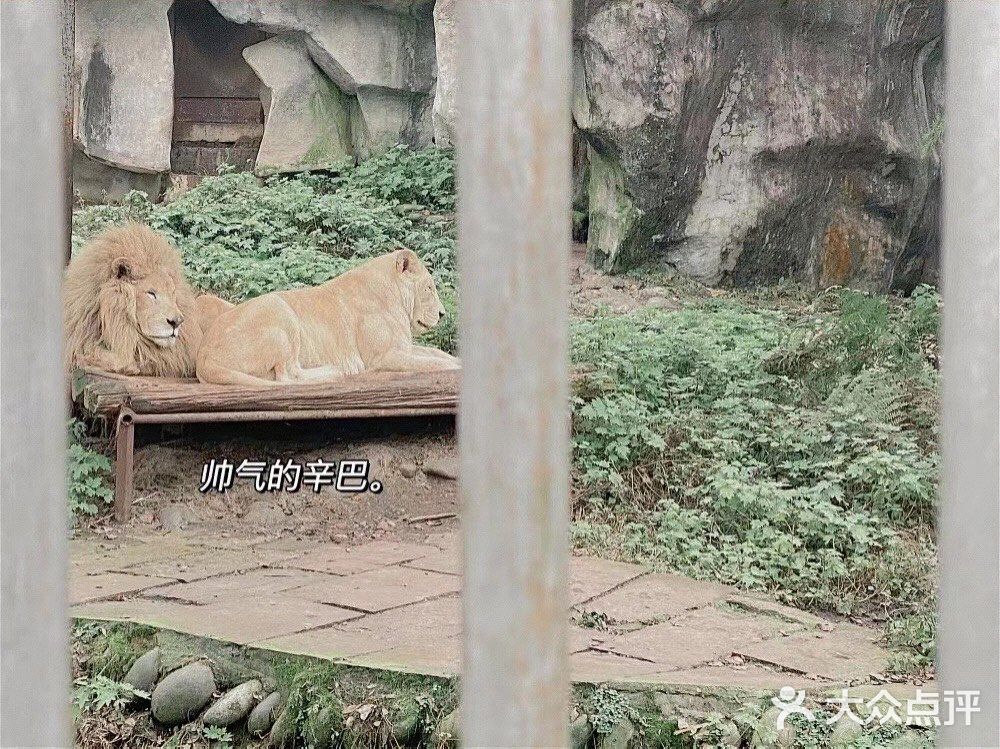 成都周边可投食老虎的超大野生动物世界