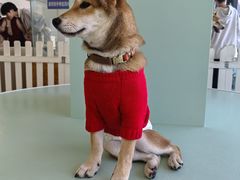 -怪兽屋·羊驼·猫咖·狗咖(俊华广场店)