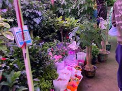 -花鸟鱼虫鲜花绿植市场(玉泉路店)