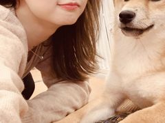 -豆柴町-柴犬主题狗咖(红鼎国际C座店)