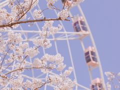 -顾村公园