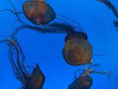 -太平洋海底世界