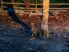 -清迈夜间动物园