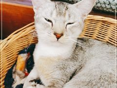 -猫友咖啡店(玉林西路店)