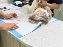 -天宠宠物医院24小时·急重症诊疗中心·全科·腔镜特色(和平分院)