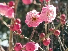 -狼山风景名胜区