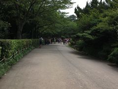 -汉拿树木园