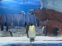 -海合安成都极地海洋公园