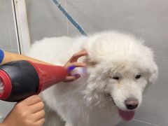 -宠福鑫康馨动物医院·骨科·眼科