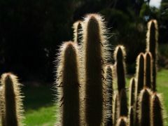 -墨尔本皇家植物园