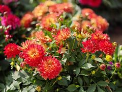 -青藏高原野生动物园