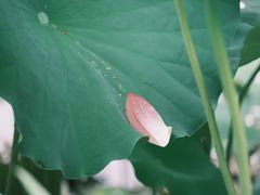 -陈家山荷花公园