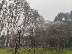 -武汉大学-樱园