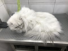 -爱宠屋pet shop·宠物洗澡·宠物美容