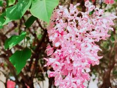 -哈尔滨文化公园