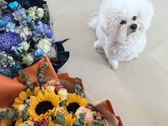 -芭比堂动物医院·CT·微创中心(新顺分院)