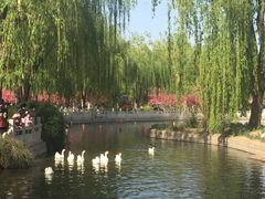 -莲花池公园