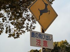 -奈良公园