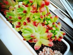 -双季花艺园艺市场(浦东店)