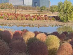 -春花秋色城市公园