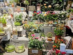 -循礼门鲜花花市(武汉循礼门店)