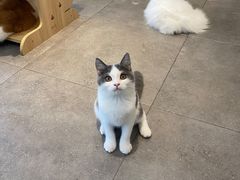 -飞行喵MR PILOT|猫舍·猫咖(静安大融城店)