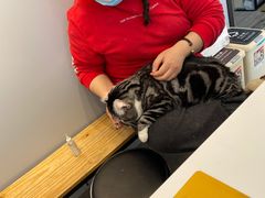 -PETKIT小佩宠物(古北店)