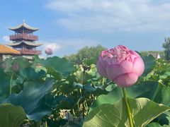 -荷花大观园