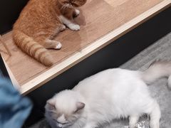 -瞄一喵猫咖(格力海岸店)