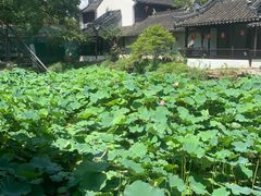 -上海醉白池公园