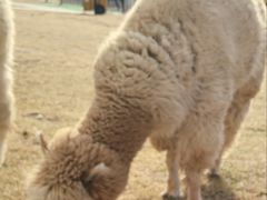 -廊坊固安福朋喜来登酒店