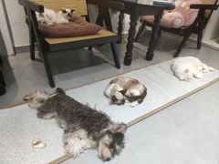 -琪喵猫屋·撸猫猫咖·猫舍