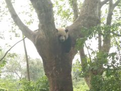 -成都大熊猫繁育研究基地