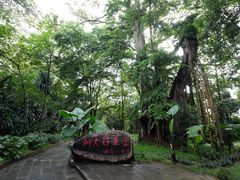 -瑞丽独树成林风景区