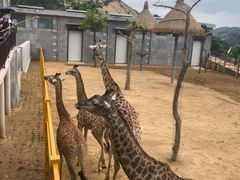 -西霞口神雕山野生动物世界