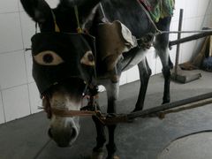 android_upload_pic-北戴河集发农业梦想王国
