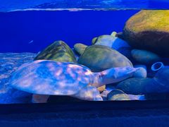 -上海海洋水族馆