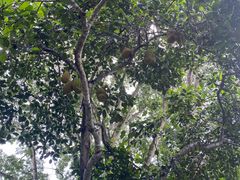 -中国科学院西双版纳热带植物园