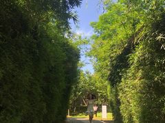-洋湖国家湿地公园