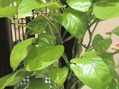 -二分八云雁阁•新晋菜大同味(长治路店)