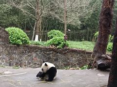 -都江堰中华大熊猫苑