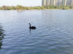 -五缘湾湿地公园